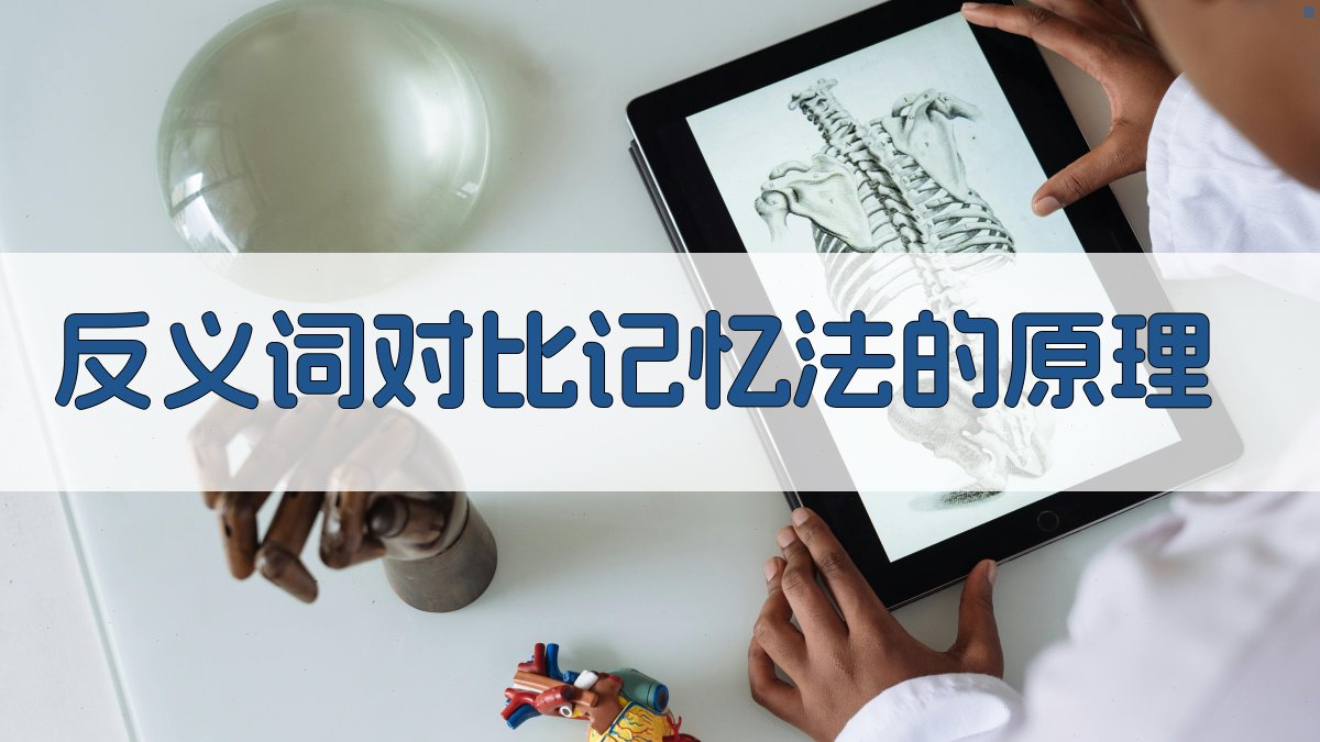 反义词对比记忆法的原理 图2